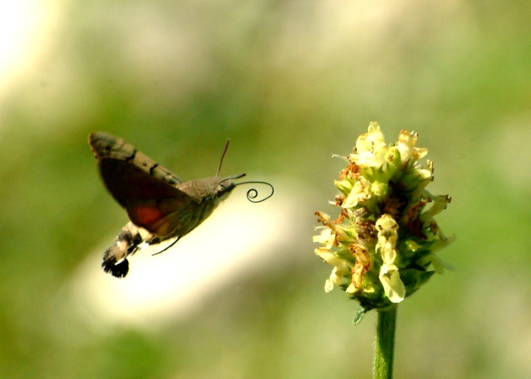 Galleria di insetti in volo